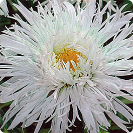 Нивяник махровый Крэйзи Дэйзи