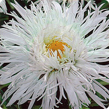 Нивяник махровый Крэйзи Дэйзи