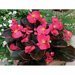 Бегония вечноцветущая бронзоволистная Найтлайф Дип Роуз