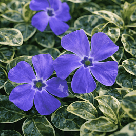 Барвинок малый Ralph Shugert