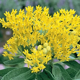 Ваточник клубненосный Hello Yellow