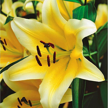 Лилия ОТ-гибрид Серано