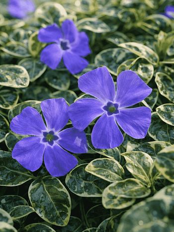 Барвинок малый Ralph Shugert