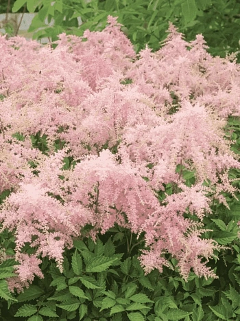 Астильба Арендса Fireworks Pink