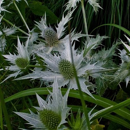 Синеголовник гигантский