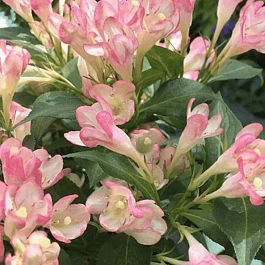 Вейгела гибридная All Summer Peach