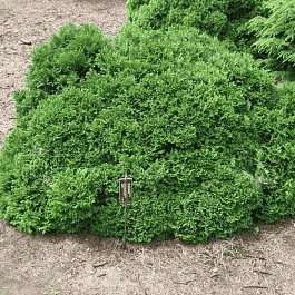 Кипарисовик горохоплодный Golden Pin Cushion