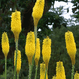 Книфофия гибридная Citrina