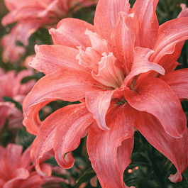 Лилия Aphrodite (Elody)