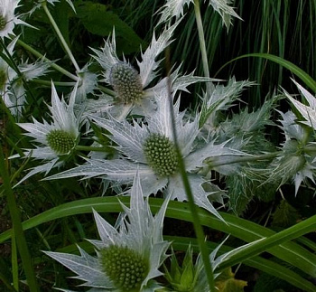 Синеголовник гигантский