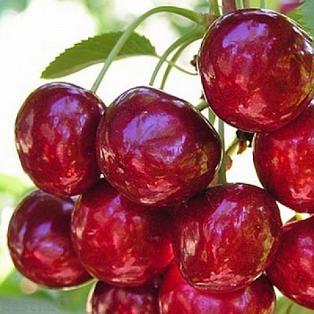 Черешня Гронкавая
