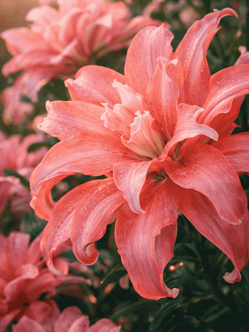 Лилия Aphrodite (Elody)