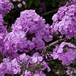 Флокс метельчатый  Сириус (LILAC TIME)