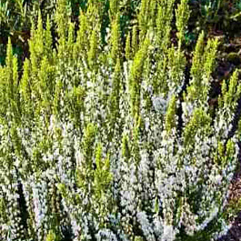 Вереск обыкновенный Darts Parrot