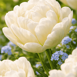 Тюльпан махровый North Cape