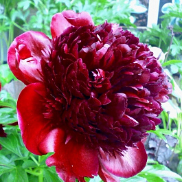 Пион травянистый Армани