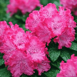 Рододендрон гибридный Germania