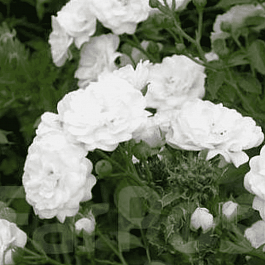 Роза Почвопокровная White Fairy