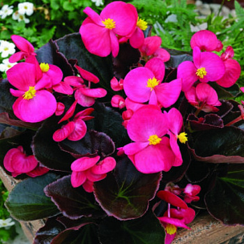 Бегония вечноцветущая бронзоволистная Бада Бум Роуз