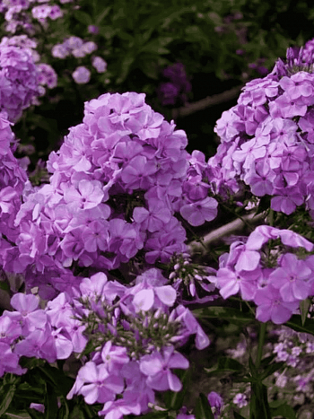 Флокс метельчатый  Сириус (LILAC TIME)