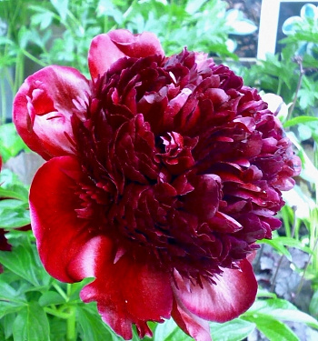 Пион травянистый Армани