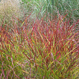 Просо прутьевидное Рехбраун Просо прутьевидное Рехбраун