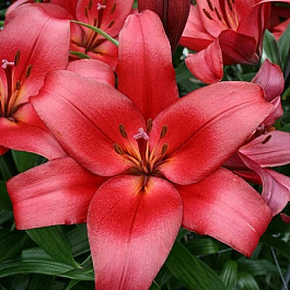 Лилия ла-гибрид Пазолини