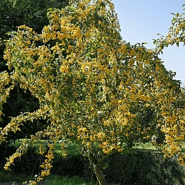 Яблоня декоративная Golden Hornet