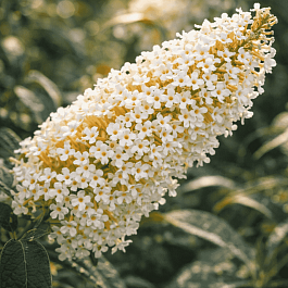 Буддлея давида White Ball