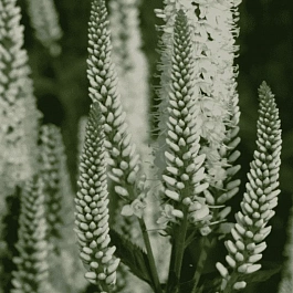 Вероника длиннолистная Schneeriesin