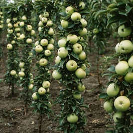 Яблоня колоновидная Гирлянда Яблоня колоновидная Гирлянда