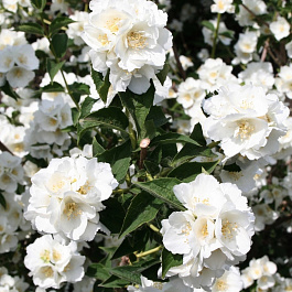 Жасмин садовый Мон Блан