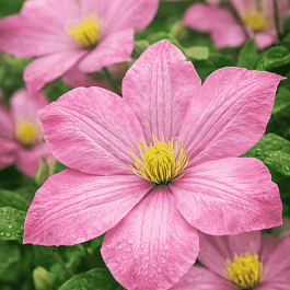 Клематис гибридный Ai-Nor