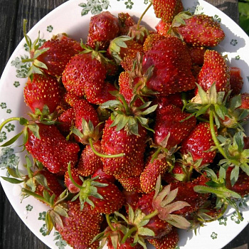 Земклуника Раиса