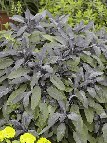 Шалфей лекарственный Purpurascens