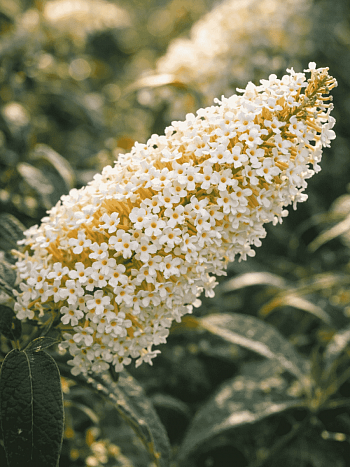 Буддлея давида White Ball