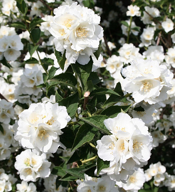 Жасмин садовый Мон Блан