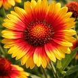 Гайлардия гибридная Arizona Sun