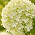 Гортензия метельчатая Limelight