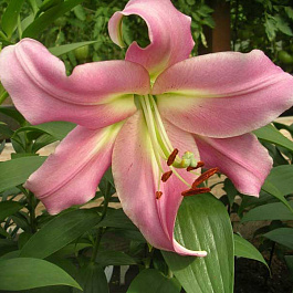 Лилия ОТ-гибрид Мейвуд