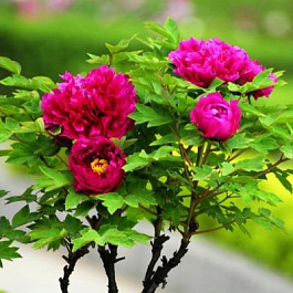 Пион древовидный Красное платье