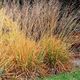 Молиния тростниковая Sky Racer