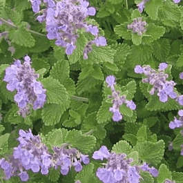 Котовник Фассена Little Tich