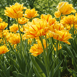 Тюльпан Aquilla