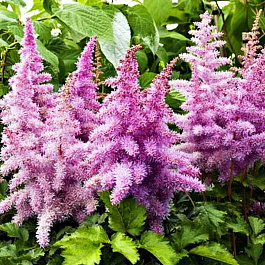 Астильба китайская Харт энд Соул