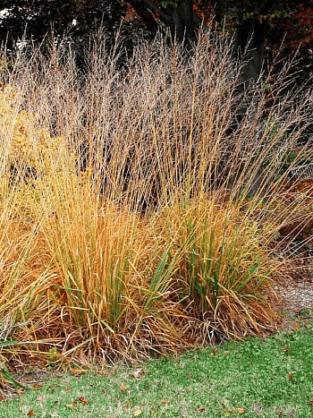 Молиния тростниковая Sky Racer