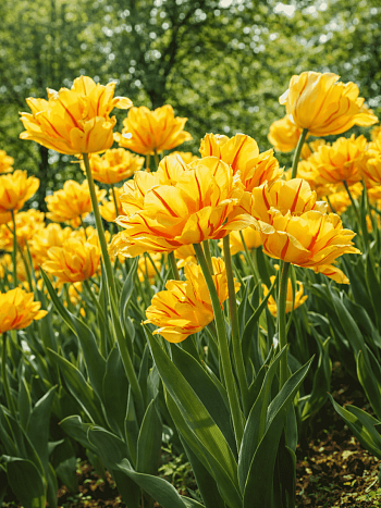 Тюльпан Aquilla