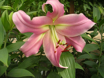 Лилия ОТ-гибрид Мейвуд Лилия ОТ-гибрид Мейвуд