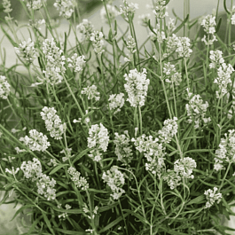 Лаванда узколистная Ellagance Snow