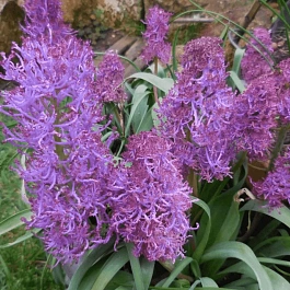 Мускари Comosum Plumosum